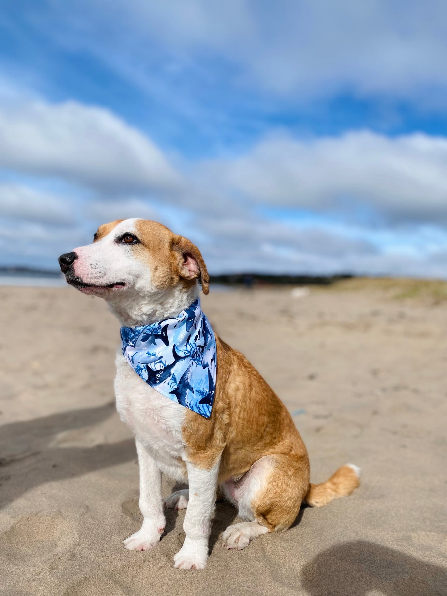 Pet Bandana