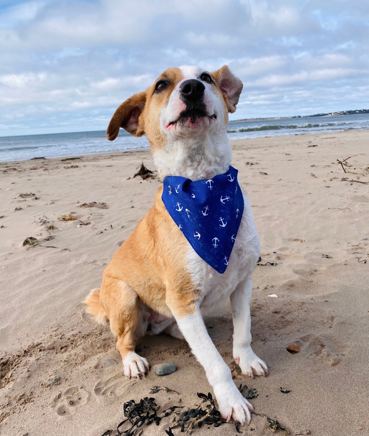 Pet Bandana