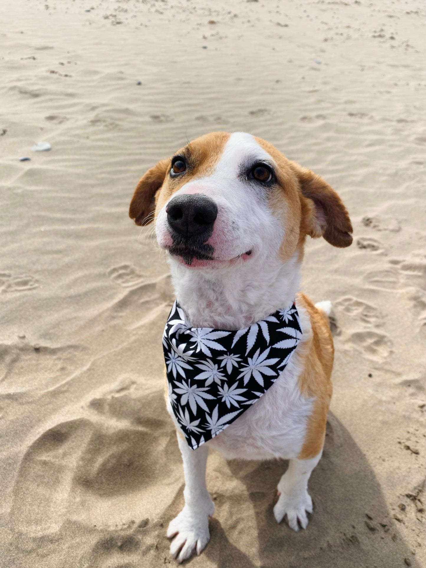 Pet Bandana