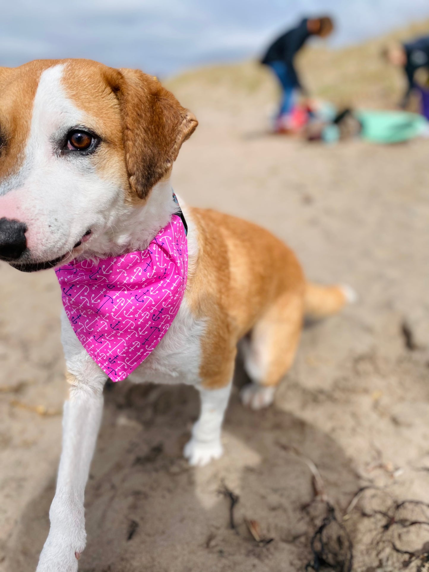 Pet Bandana