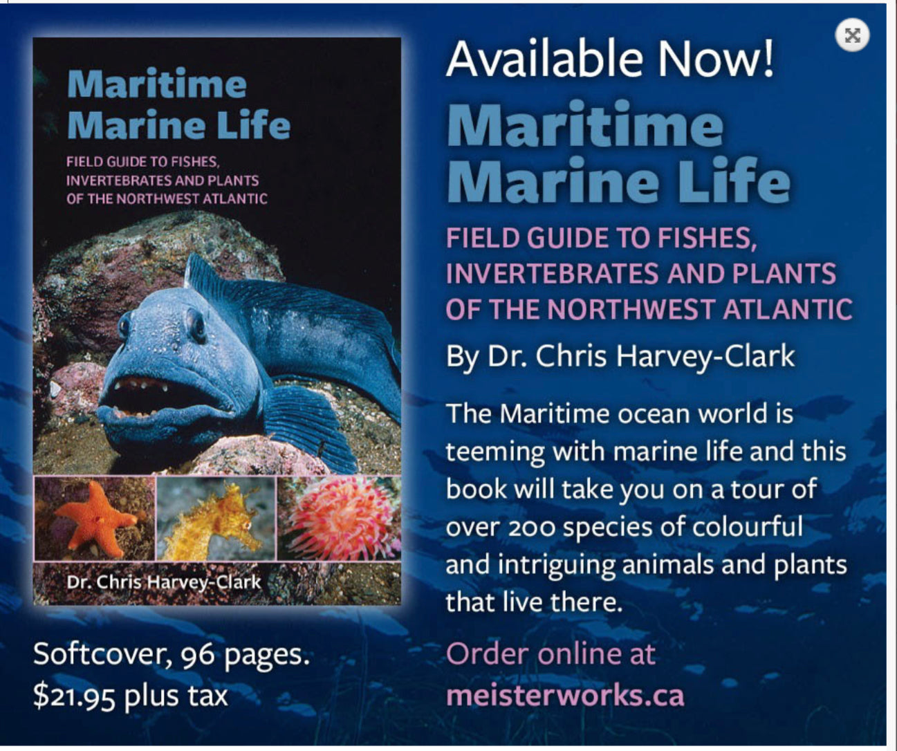 Maritime Marine Life Field Guide to Fishes Invertebrates and Plants of the Northwest Atlantic