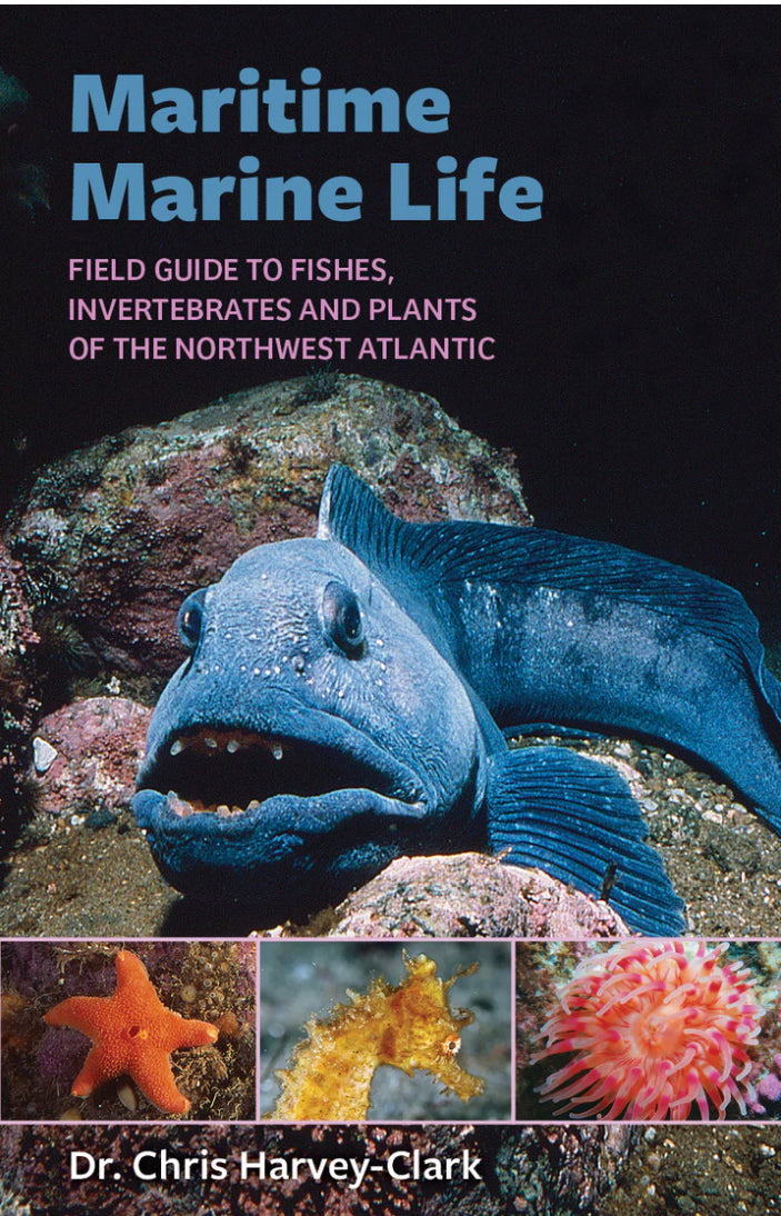 Maritime Marine Life Field Guide to Fishes Invertebrates and Plants of the Northwest Atlantic